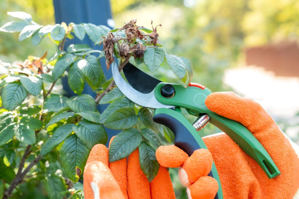 Orange gloved hands use hand sized, ergonomic bypass pruners to prune a bush.