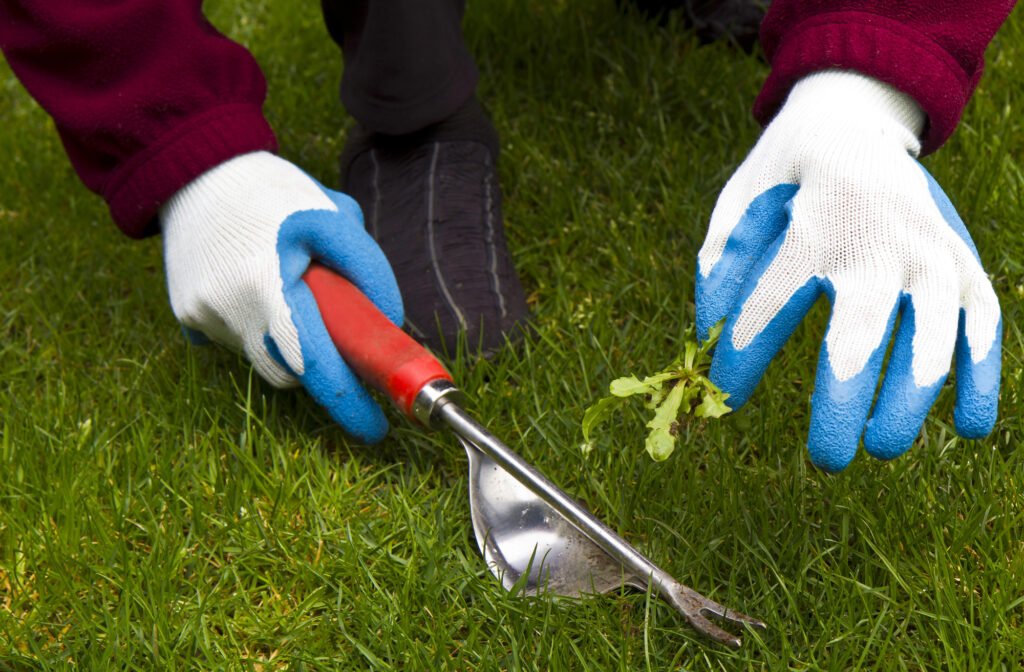 Garden gloved hands use an ergonomic hand weeder to remove a weed from a lawn.