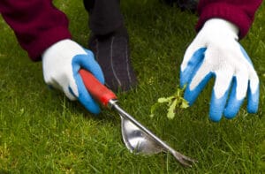 Garden gloved hands use an ergonomic hand weeder to remove a weed from a lawn.