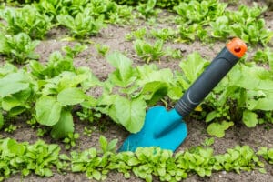 A blue bladed ergonomic trowel rests submerged in the soil with rows of lettuce.