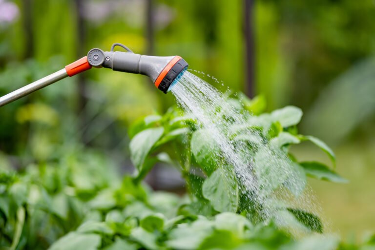 Close up of a gray watering wand accented with orange and blue parts, flows above herb plants.