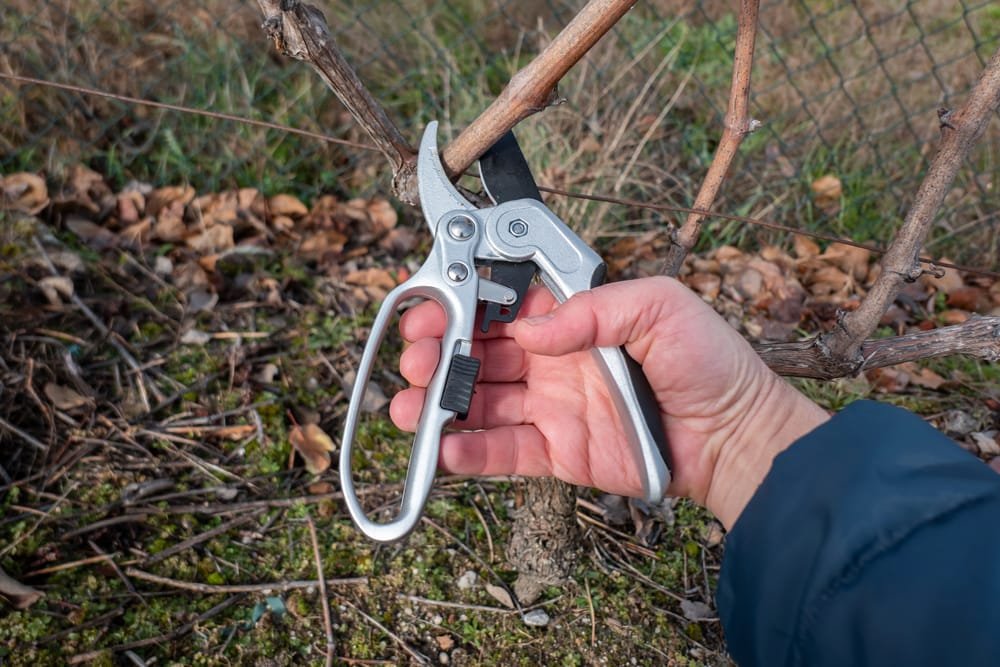 Clearin' Out the Deadwood: 5 Top Anvil Ratchet Pruners Birdseye view of male pruning dormant espaliered fruit tree right handed with a pair of ergonomic anvil ratchet pruners.