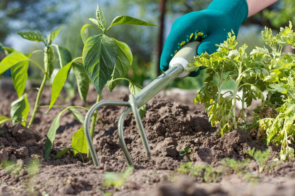 A green gloved right hand drags an ergonomic hand cultivator over the soil of a sprouting garden bed.