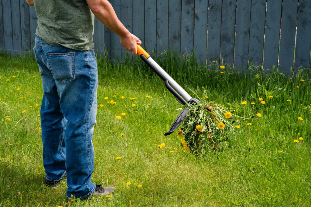 A man stands in a dandelion filled lawn ejecting pulled weeds from an ergonomic standing weed puller.