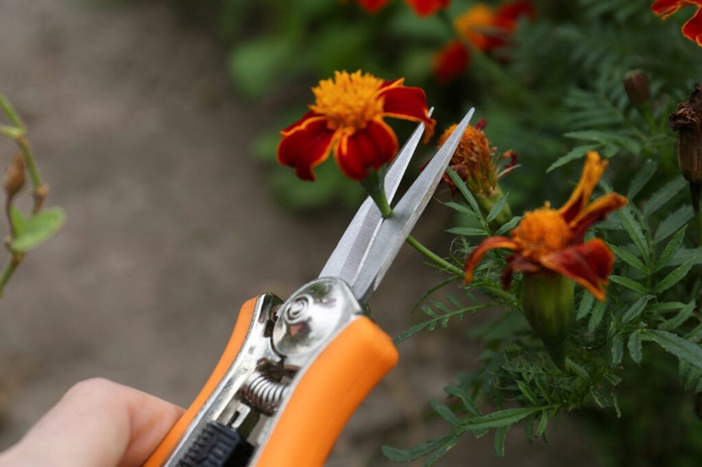 Yer Gettin' Snippy: 5 Top Ergonomic Harvesting Snips Orange handled ergonomic harvesting snips cutting a blooming marigold stem.