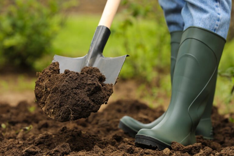 Close upshot of a black shovel head lifting loamy soil in front of person wearing forest green gardening boots.