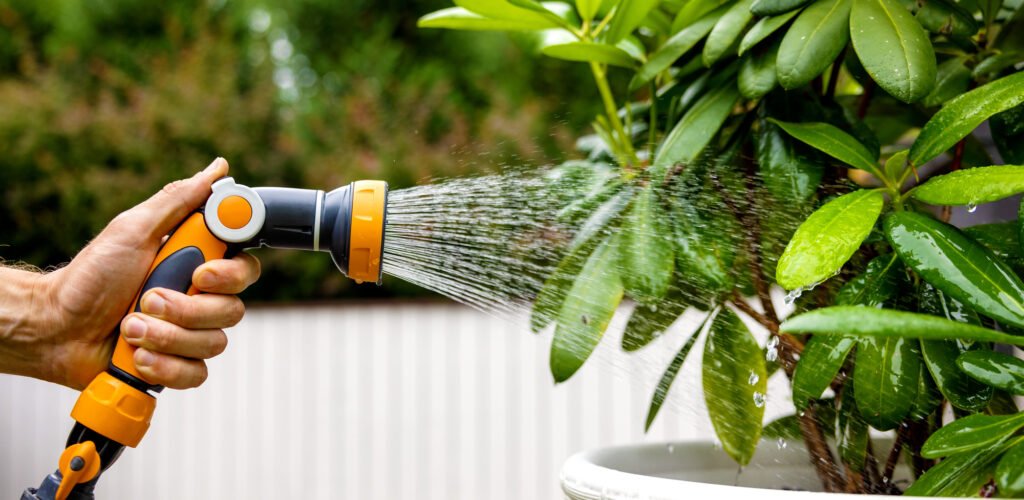 A man's left hand holds a thumb controlled hose nozzle spraying a rhododendron bush.