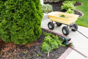 A buttery yellow tippable garden cart parked on the front walk beside an arborvitae recently trimmed with a cordless hedge trimmer sitting in foreground.