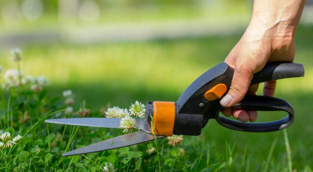 Clippin' the Blades: 5 Top Ergonomic Grass Shears A hand holding ergonomic grass shears while clipping clover in lawn.