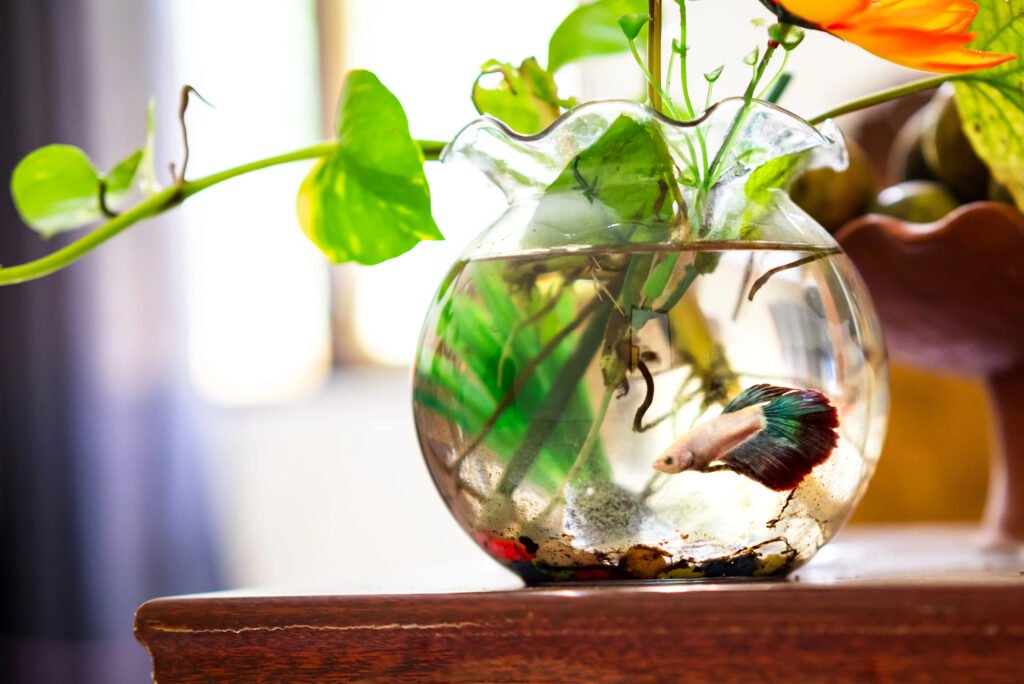 A Betta splendens (aka Siamese fighting fish) swims in a fishbowl growing a trailing water plant.