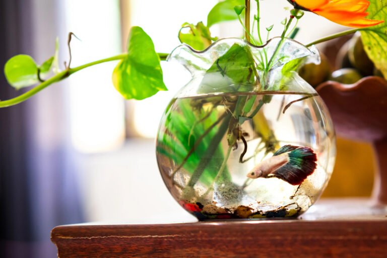 A Betta splendens (aka Siamese fighting fish) swims in a fishbowl growing a trailing water plant.