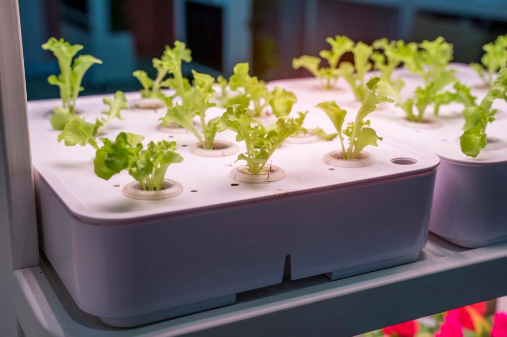 An array of sprouting lettuce growing out of a white decked gray reservoir table top hydroponic system.