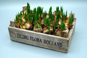 Young sprouting bulbs in a distressed wooden shipping box with 'Veiling Flora Holland' stenciled on the front side, facing the viewer.