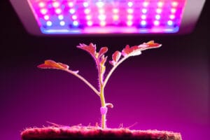 Healthy seedling under hanging red/blue hanging LED grow light