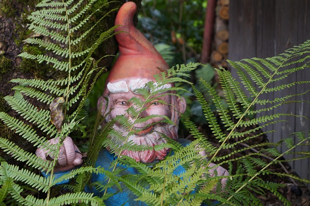 Garden gnome peeking through ferns