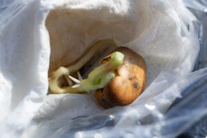 Sprouted seed nested in paper.